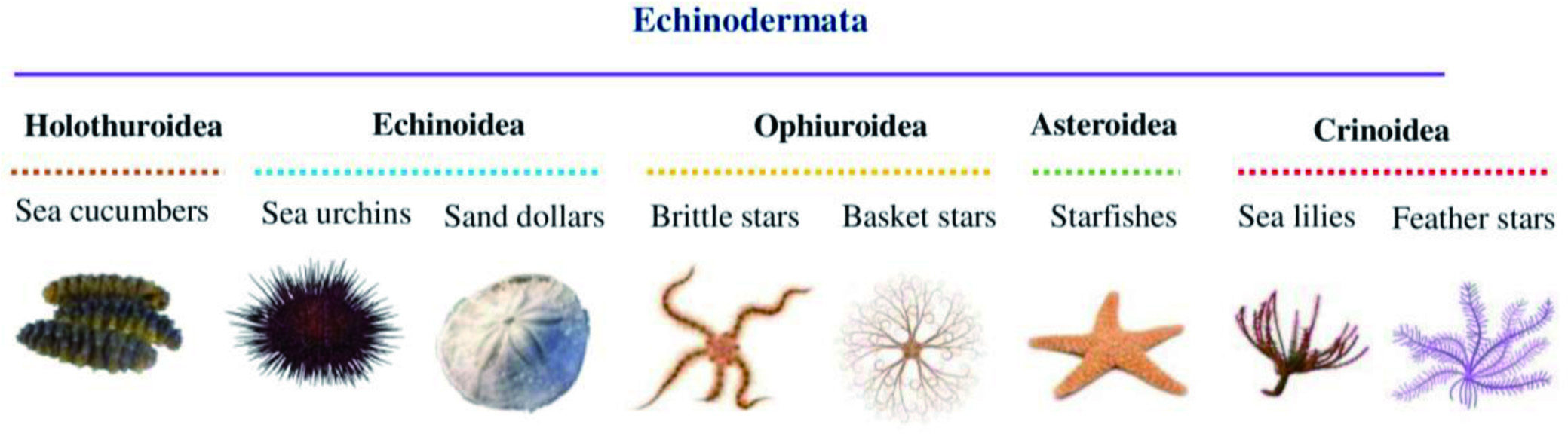 Figure 17. 